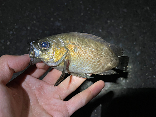 シロメバルの釣果