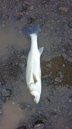 マダカ（マルスズキ）の釣果