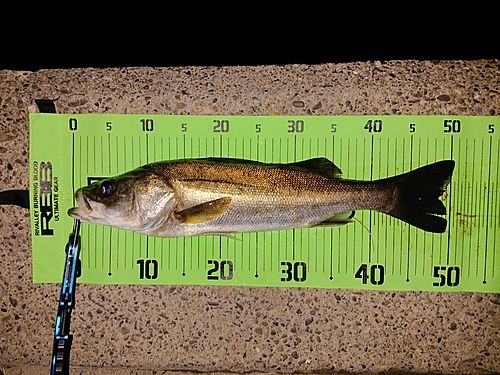 シーバスの釣果