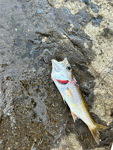 ムツの釣果