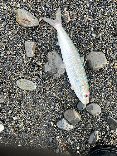 カタボシイワシの釣果