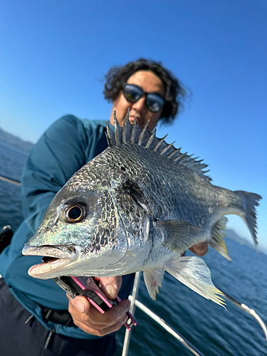 キビレの釣果