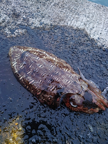 モンゴウイカの釣果