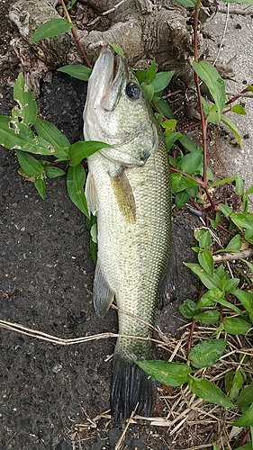 ブラックバスの釣果