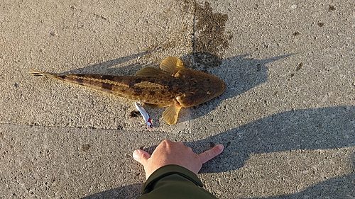 マゴチの釣果