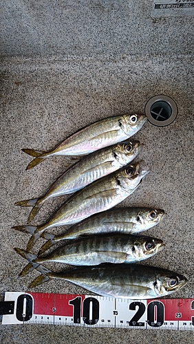 アジの釣果