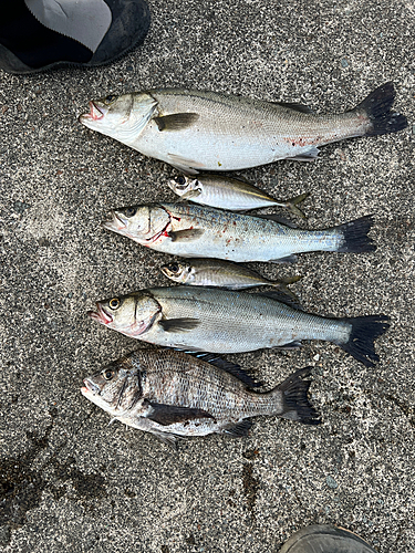 シーバスの釣果