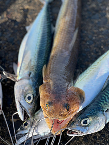 サバの釣果