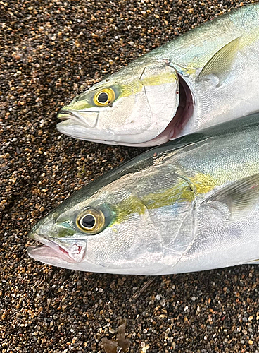 ワカシの釣果