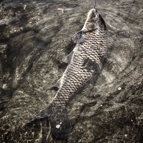 コイの釣果