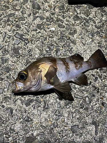 シロメバルの釣果