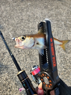 クロムツの釣果