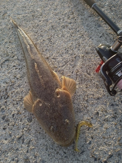 マゴチの釣果