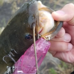 ナマズの釣果