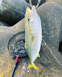 イナダの釣果