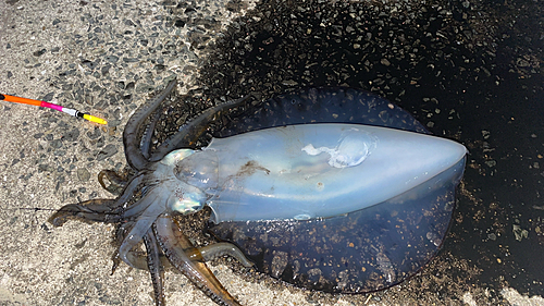 アオリイカの釣果