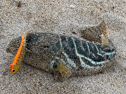 シマフグの釣果