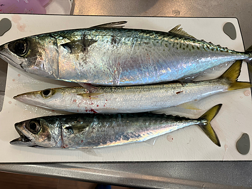 カマスの釣果