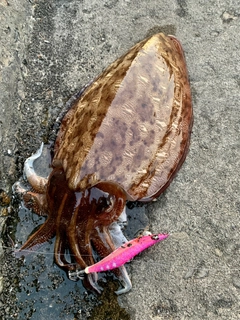 モンゴウイカの釣果