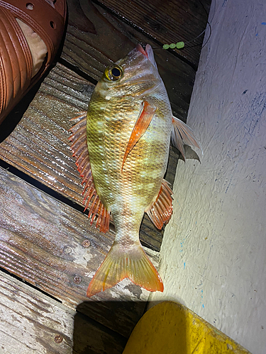 イシミーバイの釣果