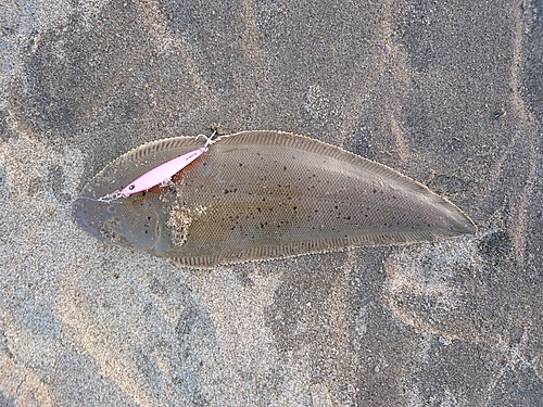 シタビラメの釣果