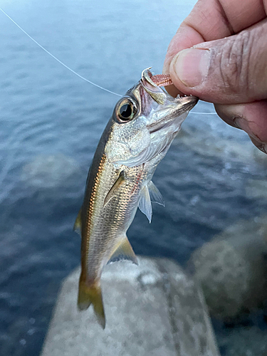 クロムツの釣果