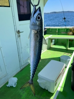 サバの釣果