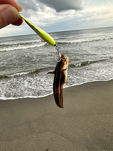 ゴンズイの釣果