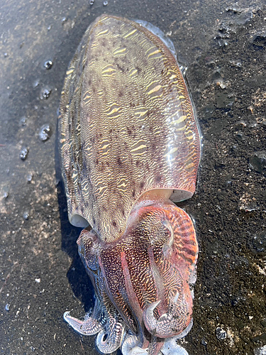 コウイカの釣果