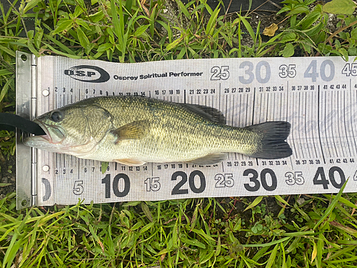 ブラックバスの釣果