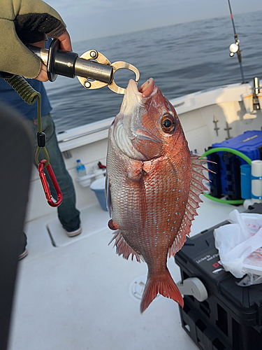 タイの釣果