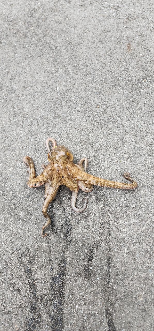タコ