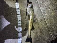 シーバスの釣果