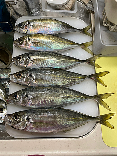 アジの釣果