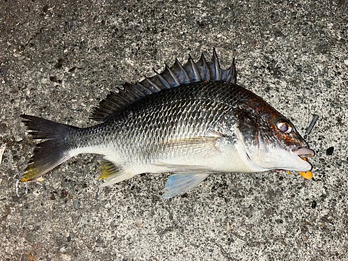 キビレの釣果