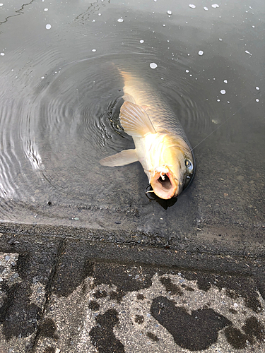 コイの釣果