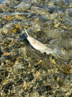 ウグイの釣果