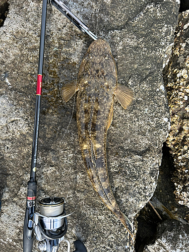 マゴチの釣果