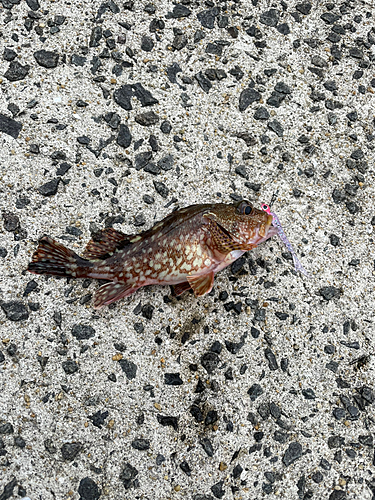 アラカブの釣果