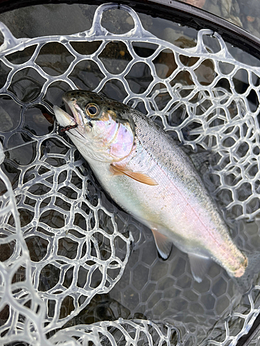 ニジマスの釣果