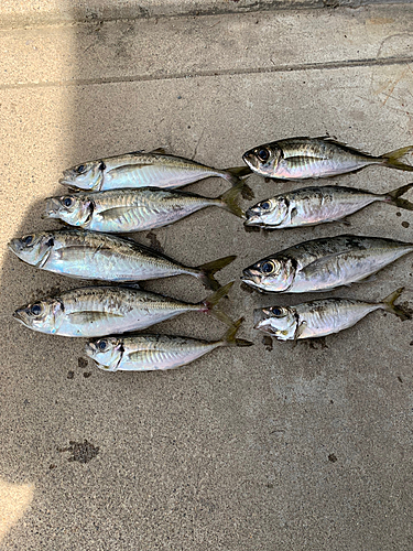 アジの釣果