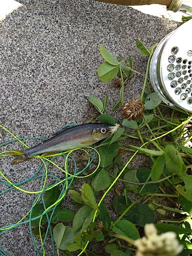 カワムツの釣果