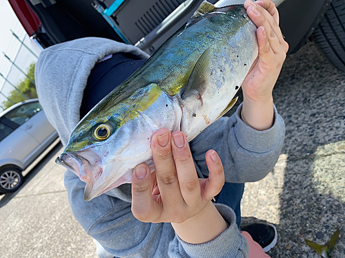 イナダの釣果