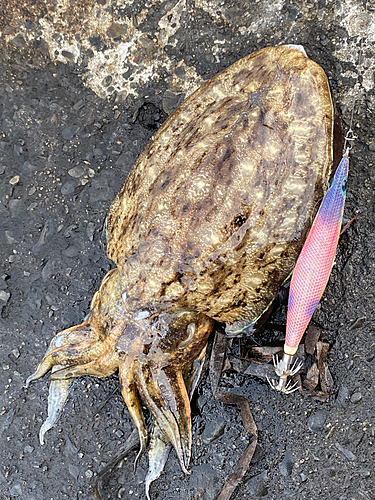 モンゴウイカの釣果