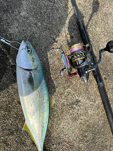 イナダの釣果