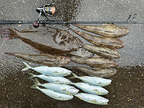 ヒラメの釣果