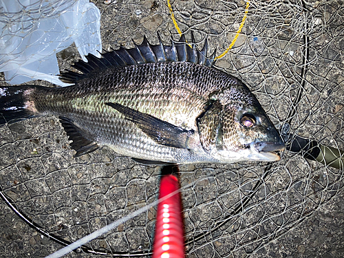 チヌの釣果