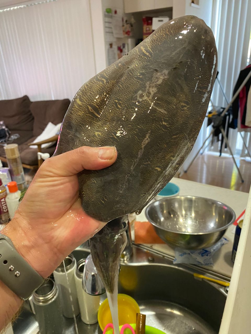 picotさんの釣果 2枚目の画像