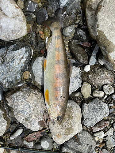 ヤマメの釣果