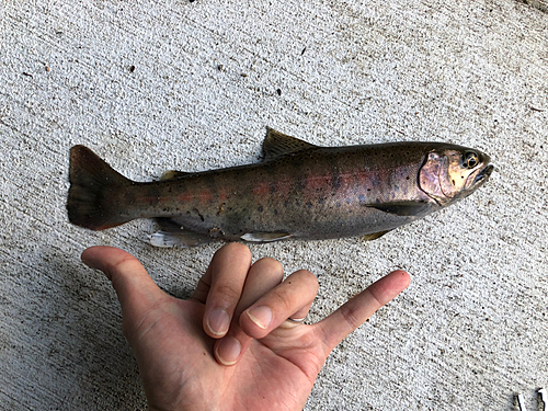 ヤマメの釣果